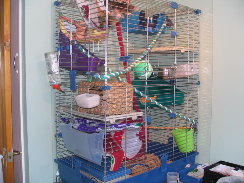 rat cages for sale uk