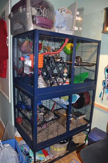 Isamu Rats - A good hospital cage should be small and low, with easy access  to food and drink, and a shelter that's easy for an ailing rat to get in. A