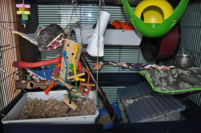building a rat cage