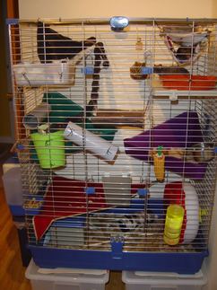 2 level rat cage